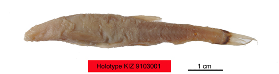 电子游戏app下载安装