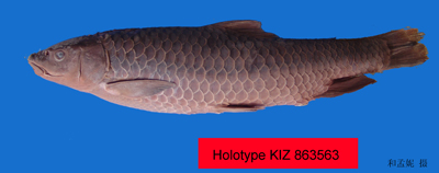 电子游戏app下载安装