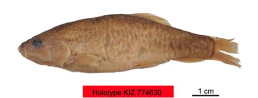 电子游戏app下载安装