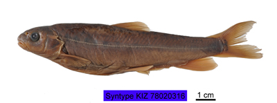 电子游戏app下载安装