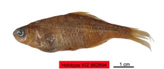电子游戏app下载安装