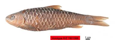 电子游戏app下载安装