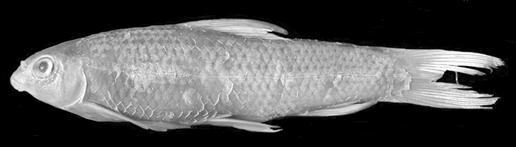 电子游戏app下载安装