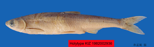 电子游戏app下载安装