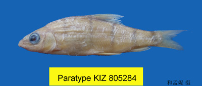 电子游戏app下载安装