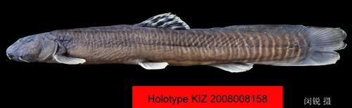 电子游戏app下载安装