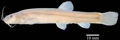 电子游戏app下载安装