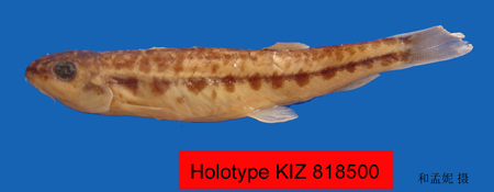 电子游戏app下载安装