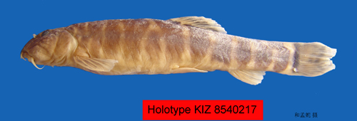 电子游戏app下载安装