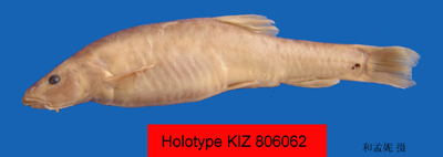 电子游戏app下载安装