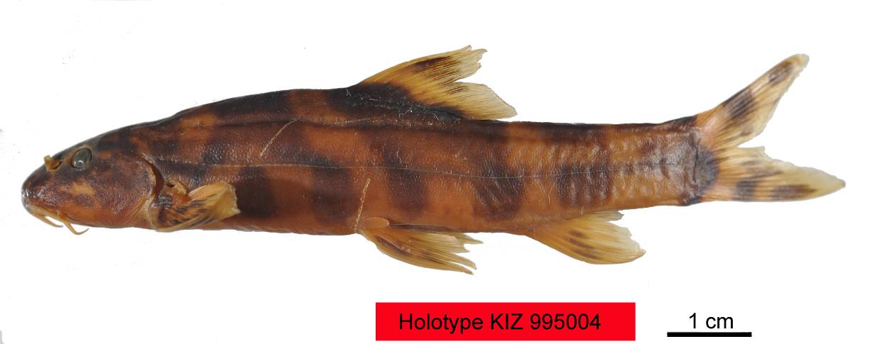 电子游戏app下载安装