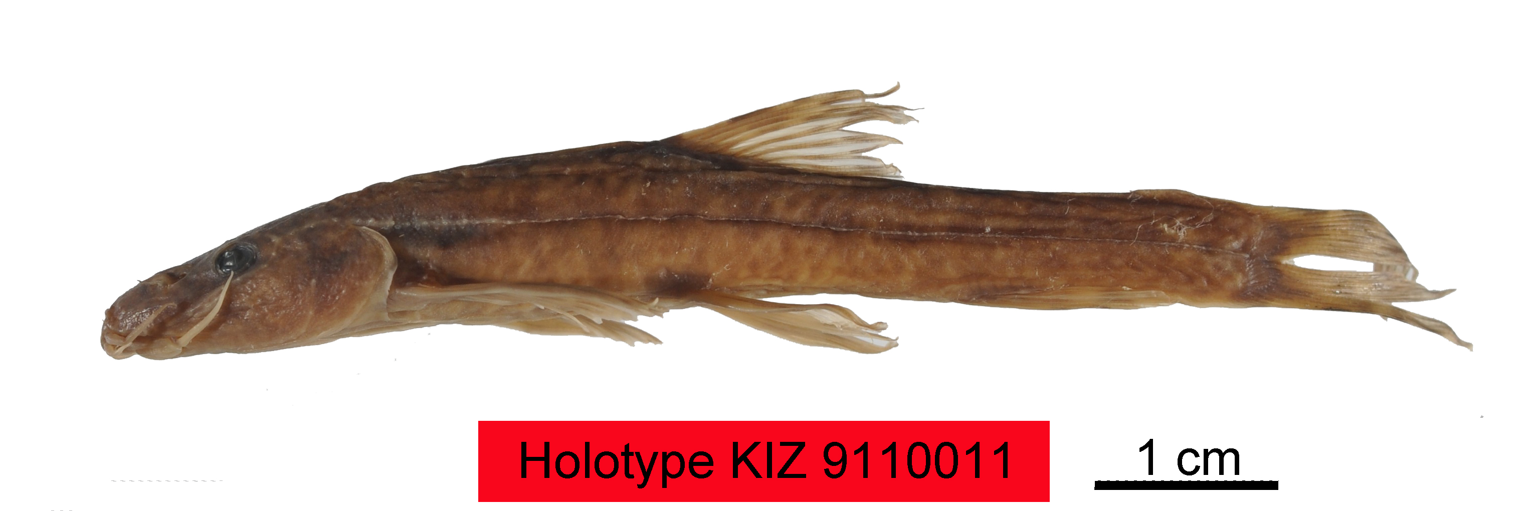 电子游戏app下载安装