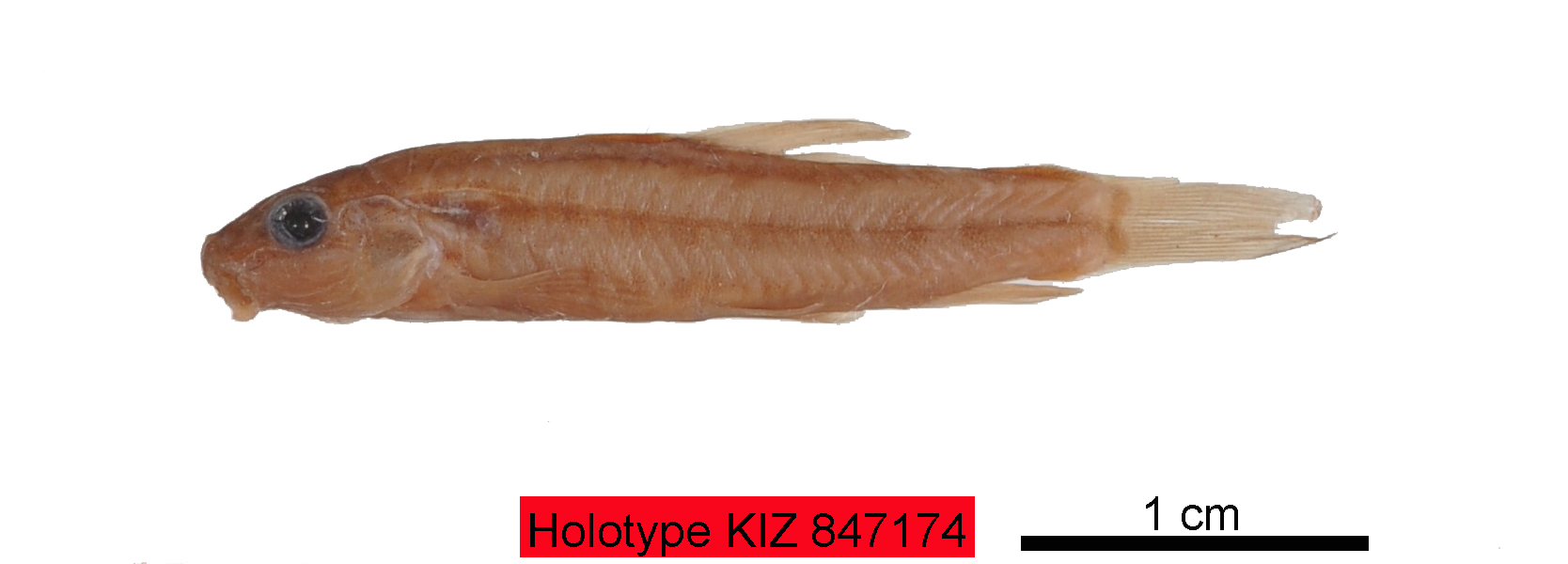 电子游戏app下载安装