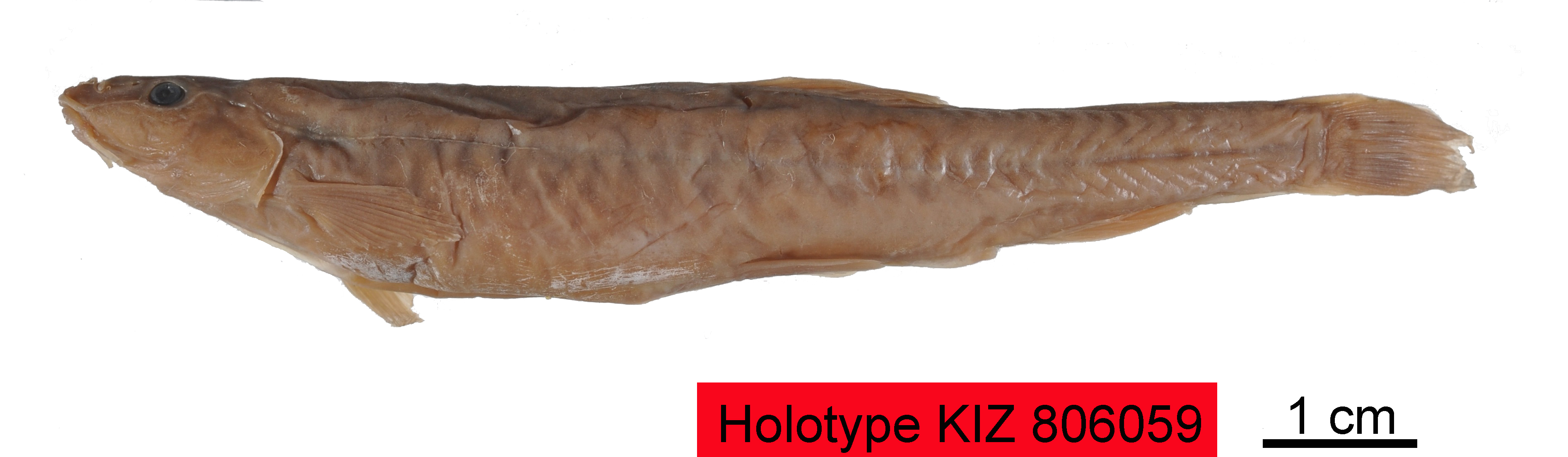 电子游戏app下载安装