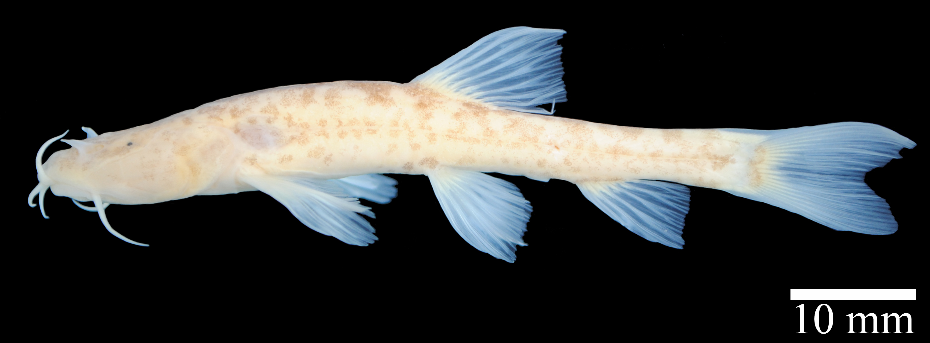 电子游戏app下载安装