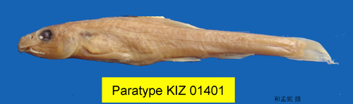 电子游戏app下载安装