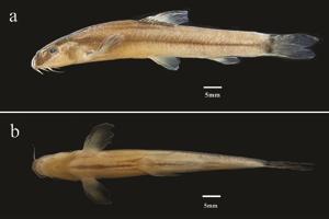 电子游戏app下载安装