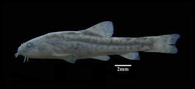 电子游戏app下载安装