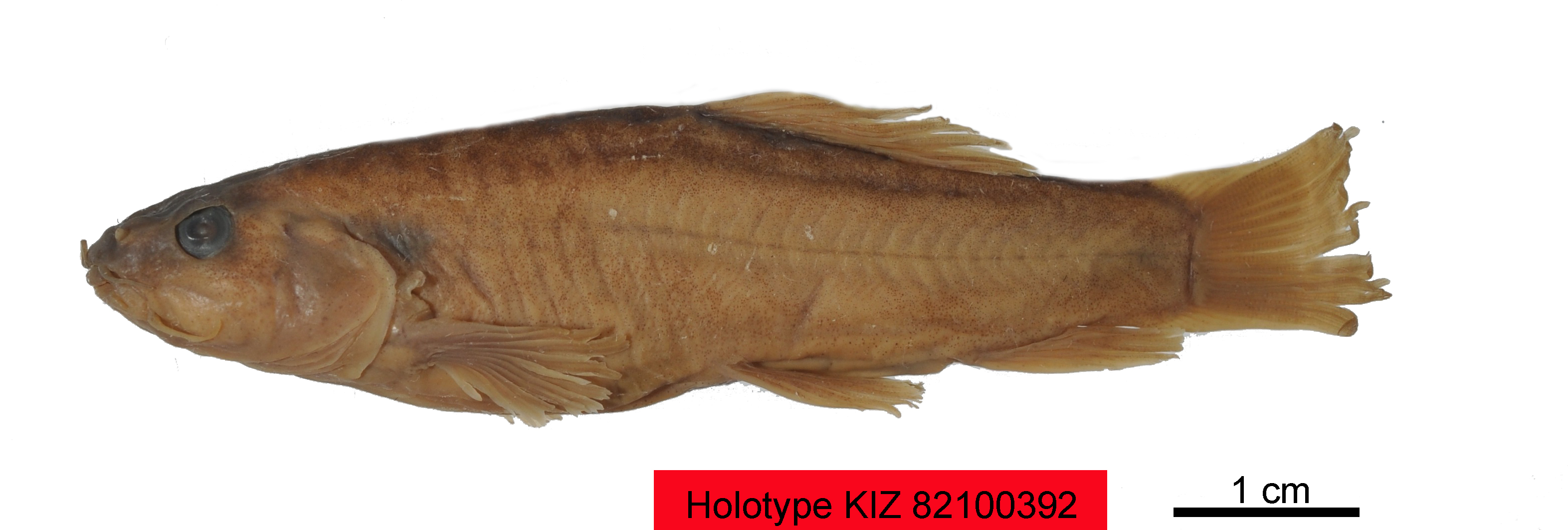 电子游戏app下载安装