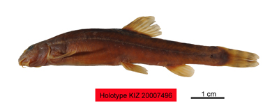 电子游戏app下载安装