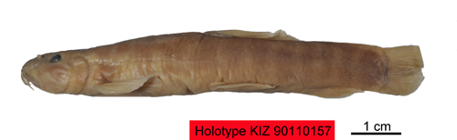 电子游戏app下载安装