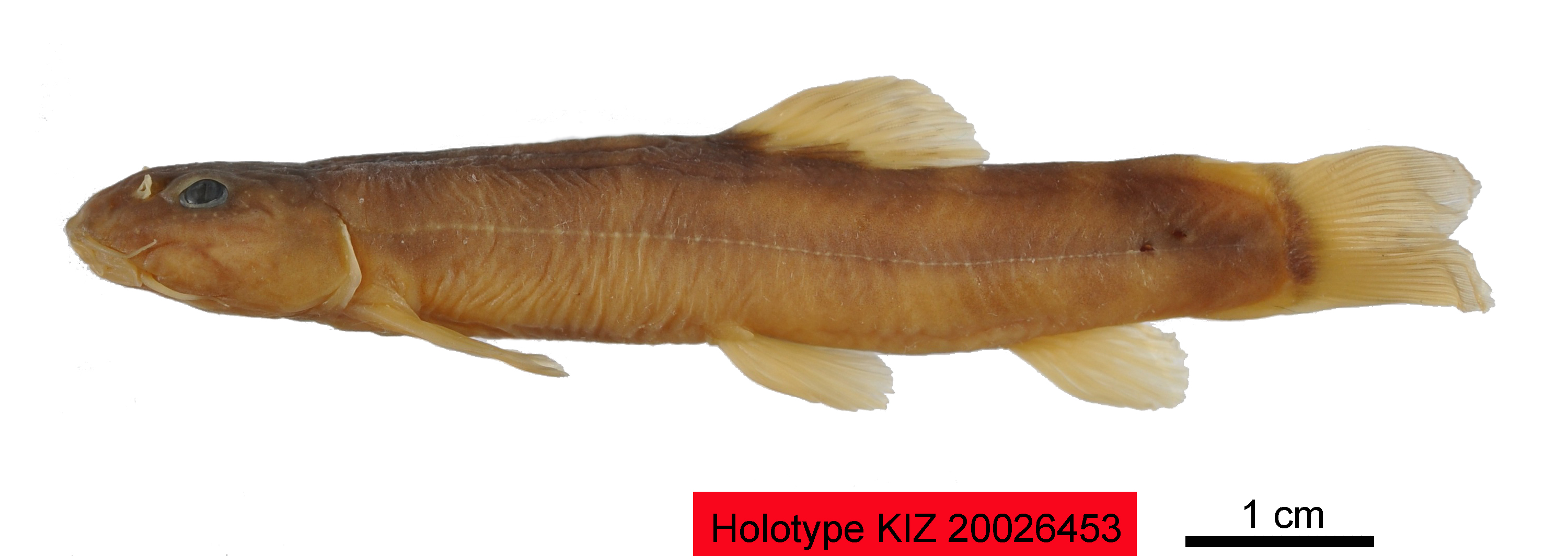 电子游戏app下载安装