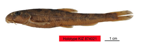电子游戏app下载安装