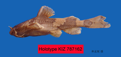 电子游戏app下载安装