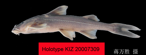 电子游戏app下载安装