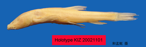 电子游戏app下载安装