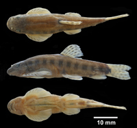 电子游戏app下载安装