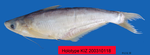 电子游戏app下载安装