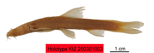 电子游戏app下载安装