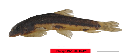 电子游戏app下载安装