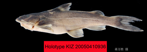 电子游戏app下载安装