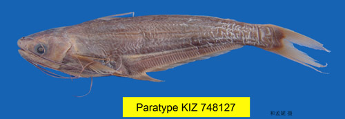 电子游戏app下载安装