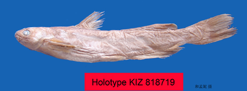 电子游戏app下载安装