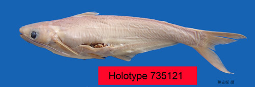 电子游戏app下载安装