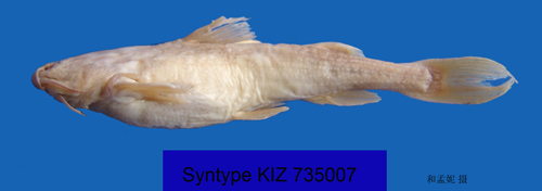 电子游戏app下载安装