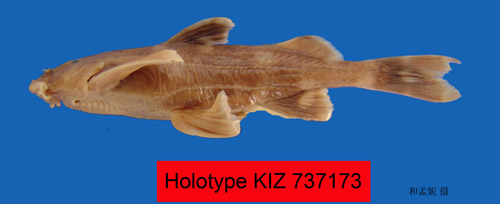 电子游戏app下载安装