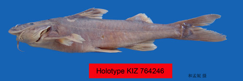 电子游戏app下载安装