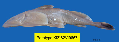 电子游戏app下载安装