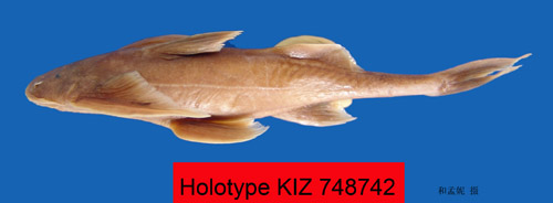 电子游戏app下载安装