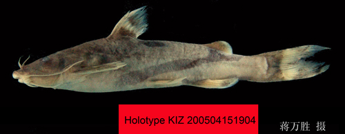 电子游戏app下载安装