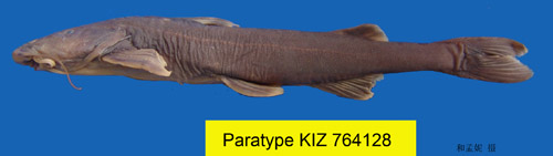 电子游戏app下载安装