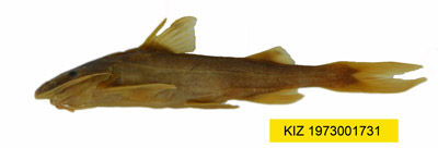 电子游戏app下载安装