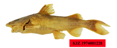 电子游戏app下载安装