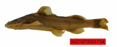 电子游戏app下载安装