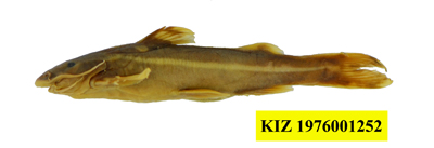 电子游戏app下载安装