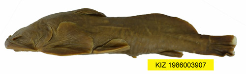 电子游戏app下载安装